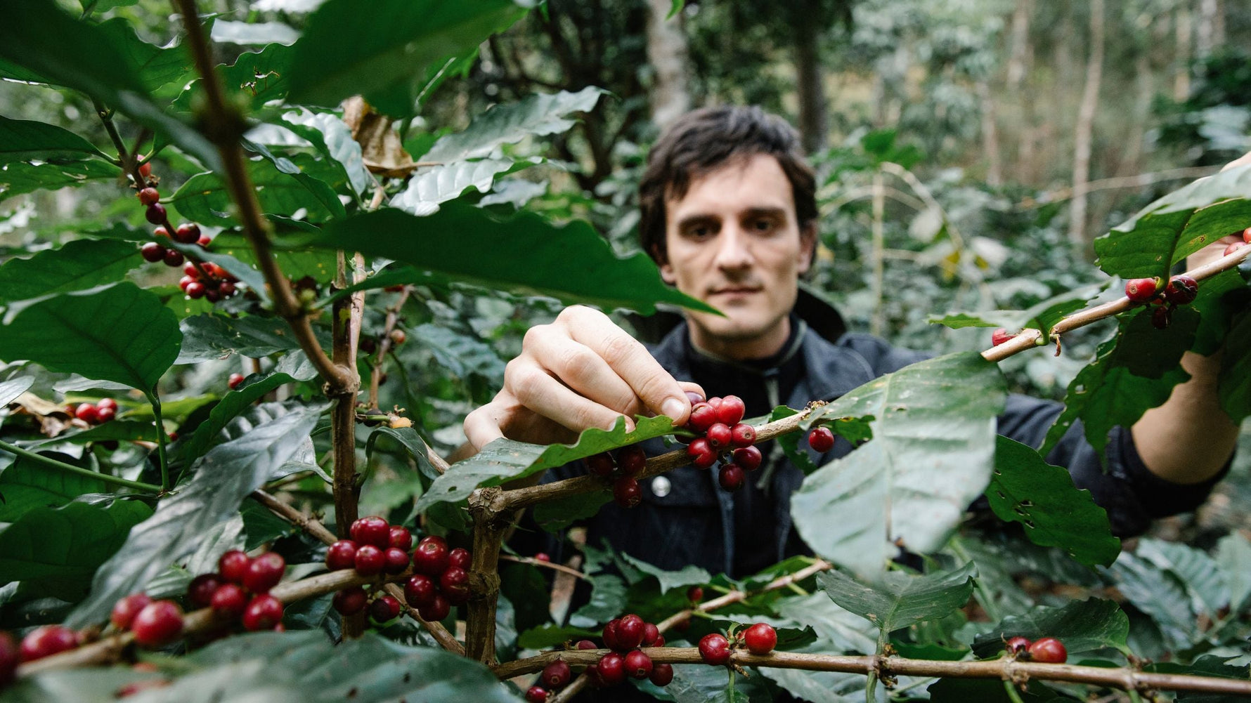 From Farm to Cup: Sustainable Coffee Sourcing at Elite Roasters